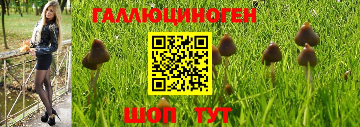 Псилоцибиновые грибы Psilocybe Рыбинск